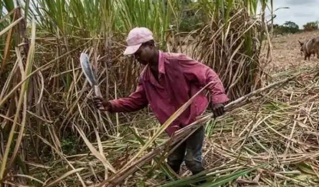 Museveni Dismantles Sugar Cartel: Ends 5% Trash Levy and Enforces Farmers’ Weighbridges