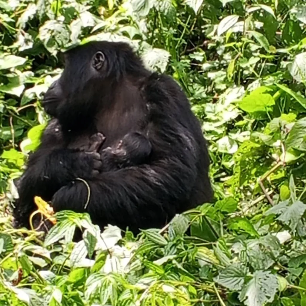 UWA Celebrates Birth of New Mountain Gorilla in Bwindi National Park