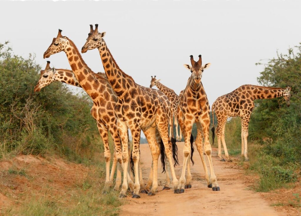 New UWA-AWF Deal to Inject Over Shs78 Billion into Kidepo National Park