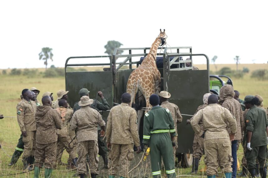 UWA Relocates Four Endangered Nubian Giraffes to Ajai Wildlife Reserve
