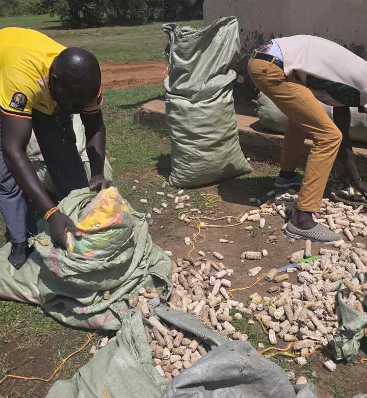 URA Seizes Smuggled Rice Worth UGX 5.7 Million Hidden in Corn Cobs